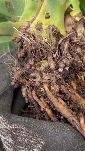 It Wasn’t Root Rot… 😳 Why My Peace Lily Was Dying