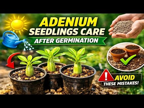 Adenium Post-Germination: Grow Thick Caudex in WEEKS