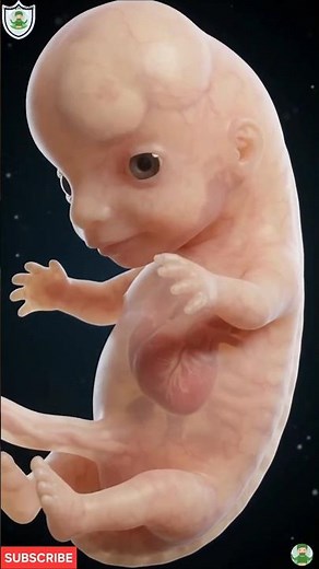 How Does an Embryo Become a Baby? 👶 | 3D Medical Animation