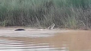 Caught on camera: Crocodile drags Odisha woman into river, kills her