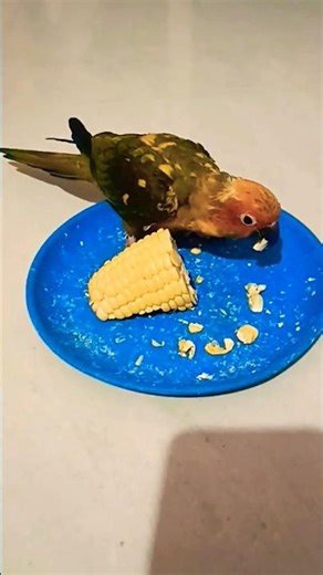 #funny #talkingparot #parrot #comedy #cute #parrotspeaking #parrotsound #talkingbird