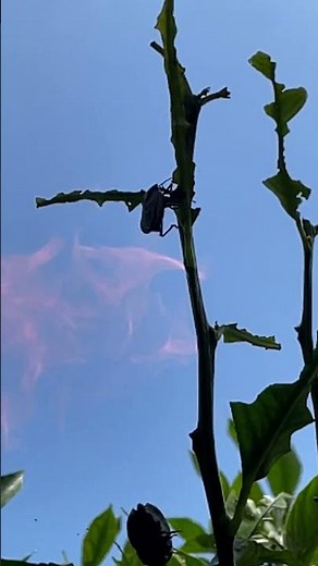 Stink Bugs Don't Like Flamethrower 🔥