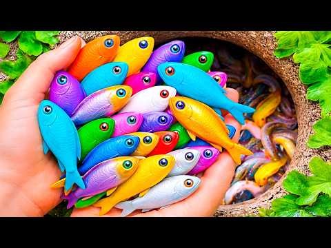 Tiny Pond Full of Beautiful Aquarium Fish, Guppy, Turtle, Discus, Guppy, Koi, Arowana, Cute fish
