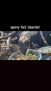1.2K views · 13 reactions | The Mexicans are eating all they can this morning!! #lizards #mexico #reptiles #rare | Jungle pets | Facebook
