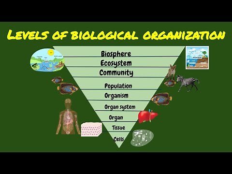 SCIENCE 7: LEVELS OF BIOLOGICAL ORGANIZATIONS, THE SPECTRUM OF BIOLOGICAL ORGANIZATION