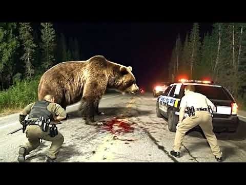 MOST SHOCKING PREDATOR ATTACKS ON HUMANS EVER CAUGHT #Attack #Shocking