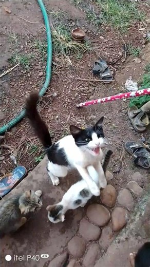 Angry Cat Loving Fish😋🐈🐈‍⬛!