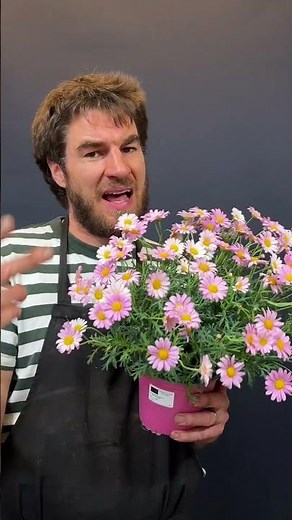 3 mistakes you shouldn't make with daisies #flowers #garden #florist #summer
