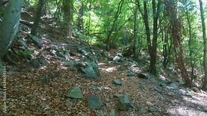 Hiking in a beech forest in springtime on a forest path, Montseny mountain, Catalonia, Spain.