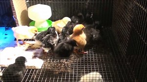 3-day-old chicks exploring their brooder | Early chick care & setup