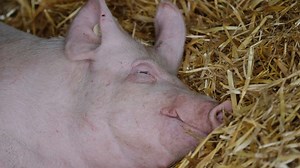 Prechtl macht den Unterschied: Spezialitäten von glücklichen Schweinen