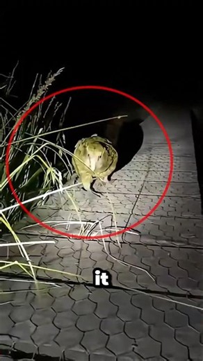 This bird is the WORST at being a bird? ☠️😳
