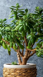 How to make a jade tree bloom and bring good luck into your home👇 | Gardening Hacks World