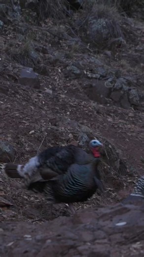 14K views · 357 reactions | A morning to remember in MX last spring at Goulds Turkey Hunt! Hunt is Live at Link below! #turkeyninja https://youtu.be/7IPOaycR_Pw?si=FAVcLYtkvZpUMgZr | WoodHaven Custom Calls | Facebook