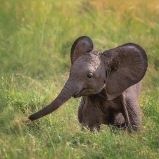 Cute baby animals images, Animal pictures, Best baby animals photo, Wallpaper, Adorable baby animal