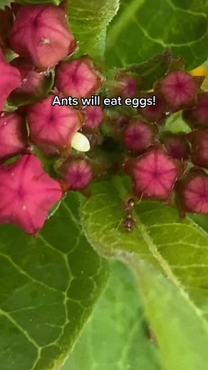 Protecting Monarch Butterfly Eggs from Ant Predators