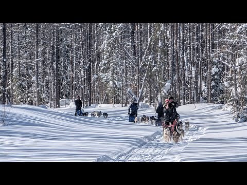 5 Sled Dog Teams in Action | Siberian & Alaskan Huskies | 4K POV Tour in Northern Ontario Canada 🇨🇦