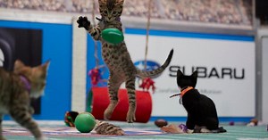 Cat Center - Week 4 - The 2017 FFL Draft