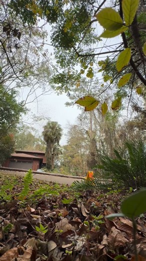 Arbor Conscious Inc. on Instagram: "Dropped this taallll pine this week🌲🪚🪵 #arborist #treeremoval #treeservice #arboriculture"