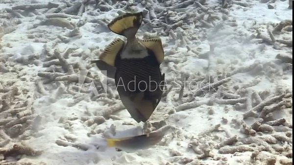 A titan triggerfish is seen digging and creating a swirl of sand. The fish is surrounded by coral and other reef fish. The seabed is visible as the fish forages for food in the Ocean.