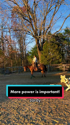 Mare Power in Breeding Programs: A Unique Comparison