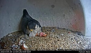 1.1K reactions · 136 shares | Falcon Update — Four Babies Hatched on top of the Union County Courthouse in Elizabeth! – Early this afternoon on April 29, 2023 proud peregrine falcons, Frida and Mango, welcomed their fourth chick to the family on this rainy day. This pair of falcons have successfully raised chicks since 2019. Both parents will take turns incubating and feeding the chicks as they grow. Live feeds at ucnj.org/falcon | County of Union, New Jersey | Facebook