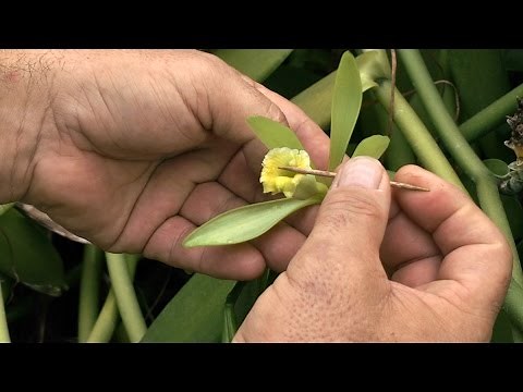 Comment polliniser la fleur de vanille?