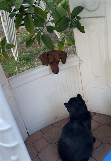 Dachshund Struggles to Find Entrance Door