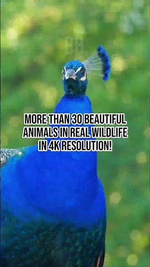 Sneak Peek: World's Most Stunning Animals | 4K Wildlife Shorts