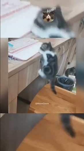 Cats Being Dumb in the Funniest Way Possible 😂 #16