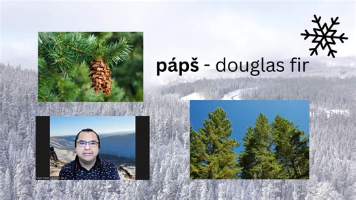 The Ichishkíin Word of the Day for February 17th is “pápš” meaning "Douglas fir". See the sample video below for more information. To view previous Word of the Days, visit the Language Program's YouTube Channel: https://bit.ly/yak-ich-youtube. For more information and to sign up for emails from the program, visit https://bit.ly/m/yakama-ich-signups. | Yakama Nation Language Program
