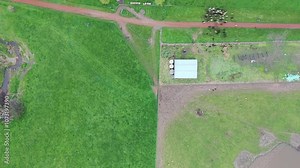 herding cows with a motorbike on a farm. mustering cattle on a ranch