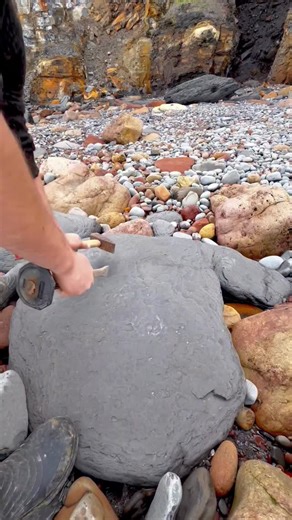 35M views · 22K reactions | Whilst searching for fossils in Shale we found a Jurassic Age limestone ball of rock and even a Fossil Squid-Like Creature 勞 What will be inside? ️ You win some, you lose some! 秊 Thanks for supporting our page!  #fossilhunting #rockbowling #ammonite #beachcombing #fyp | Yorkshire Fossils | Facebook