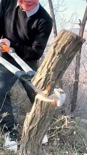 Effortless Arboriculture: Power Pruning for Healthy Tree Growth