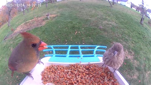 Two pretty girls sharing a meal! Thanks to Jules from our Woburn store for sharing this sweet video of a female Northern Cardinal and House Finch eating at her Smart Feeder with a built-in camera. The birds are eating our WBU Fiery Feast, which is a shell-free mix of sunflower chips, chopped tree nuts and shelled peanuts that have been treated with hot pepper. The hot pepper is added to discourage squirrels from eating the food. Jules has nothing against squirrels, but she is afraid they may dam