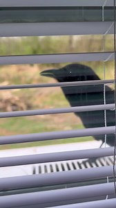 I am missing our crow something terrible. We have a crow that’s hanging around and hearing the chatter hurts my heart. Here’s a look back at some of Raven’s best moments. Enjoy!💚 Annette | Wild Heart Ranch