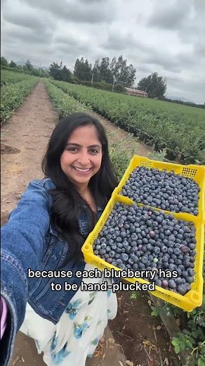 Blueberry Farm in Chile || Did you know how India contributes to this??