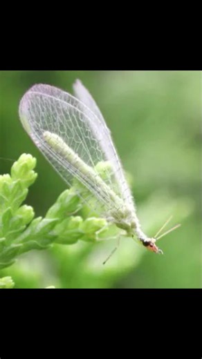 All about Mantidflies! Let me know which insect I should cover next! #fyp #entomology #insects #mantis #nature #bug #funfact #entomologist #science