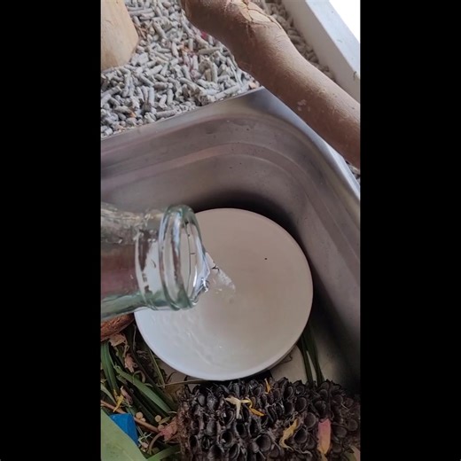 1.1K views · 38 reactions | Foraging Friday Foraging trays provide an excellent and simple method to familiarise birds with the concept of foraging. In this video Jasmine prepared a fun foraging tray for two baby Rainbow Lorikeets.列 | Parrot Life Behaviour and Training | Facebook