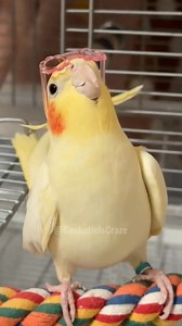 Tweety the cockatiel is rocking those glasses while singing cutely! 😎🦜🥰 #cockatielscraze #cutepets #vibrantbirds #kawaii #ParrotLovers #FeatheredFriends #birdsinging #FeatheredCompanions #cutepetstrending #birdscharm #cutealert #CockatielsCraze #cutepetsposts #cutebirds #cutebirdsofinstagram♥️ | Cockatiels Craze