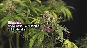 Green Gelato Automatic IT