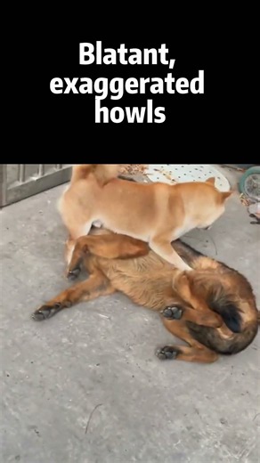 Blatant, exaggerated howls