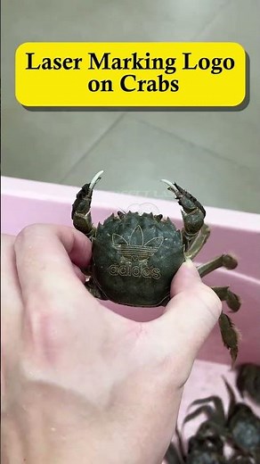 Automatic Fiber Laser Marking Live Crabs: Seafood Traceability on Crab Shells🦀