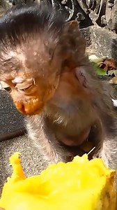 68K views · 864 reactions | Poor Orphan little monkey no mother take care  #baby #NewsUpdate #monkey #Very #reels #Leo #newborn #cute #milkyway #crying | Monkey history 2024 | Facebook