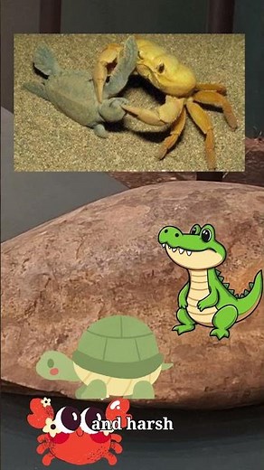 "Secrets Inside the Turtle fossilized Shell: Nature’s Ultimate Armor"/ science / My science Diaries