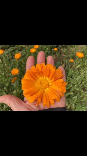 12 reactions · 3 comments | I love  growing calendula in the...