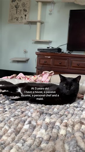 Living the Good Life with Cats