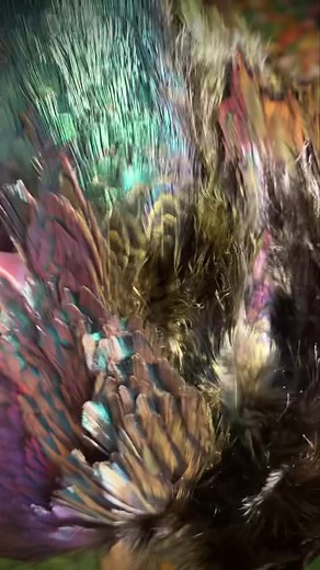 ifs Sooty olive pheasant skin £24.99 | Irish Fly Supplies Ltd