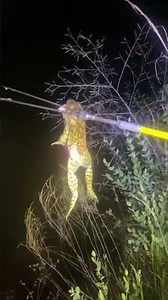 David Kilgore Frog Gigging