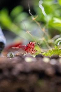 5.5K views · 45 reactions | How Kendrick Lamar's "mustard" hits on tv off 戀 #freshwatershrimp #petshrimp #aquascape #aquariumhobby #shrimptank | Buce Plant | Facebook